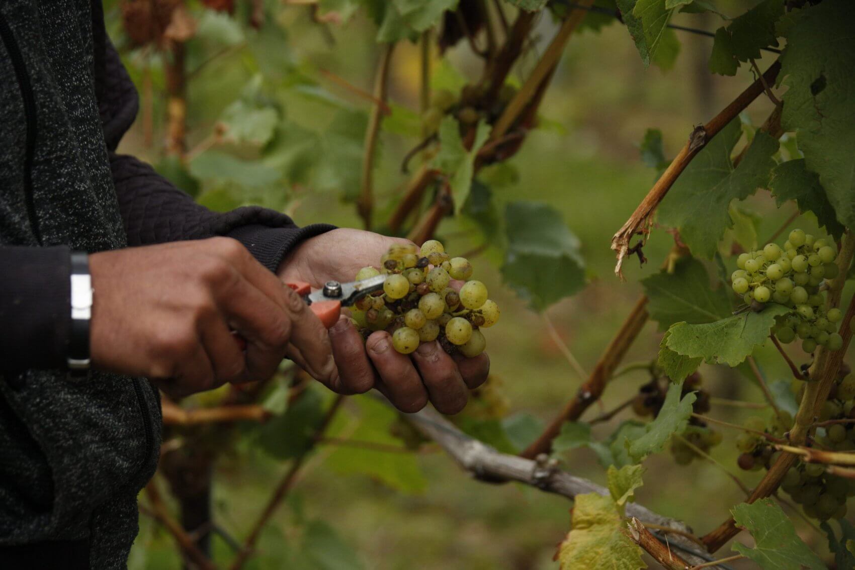 Grapes in Vineyard