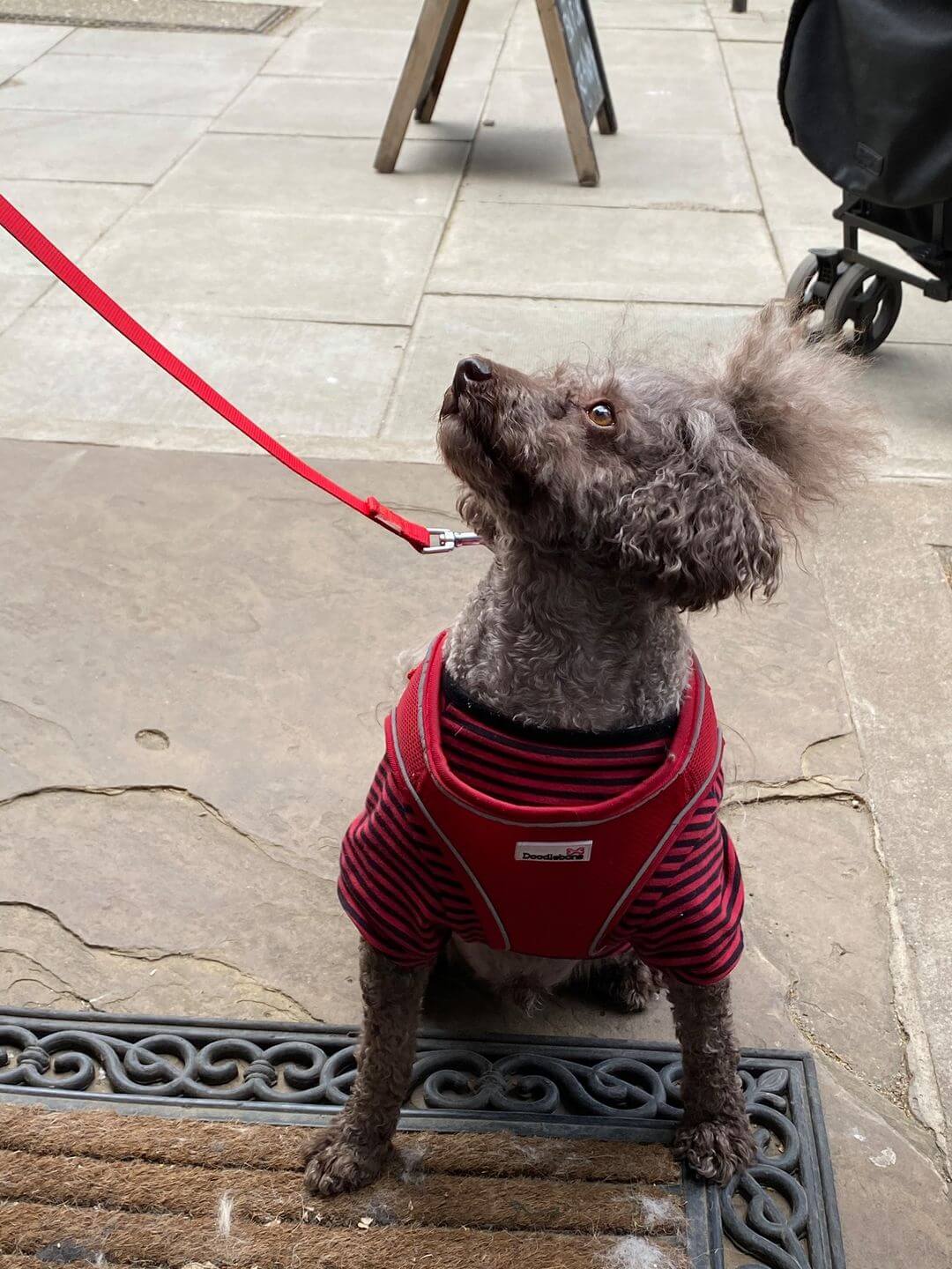 Hairy Hounds London